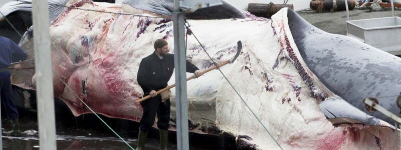 Dieser Finnwal wurde in Island gefangen. Auch Japan jagt wieder Finnwale. - Foto: picture alliance / dpa