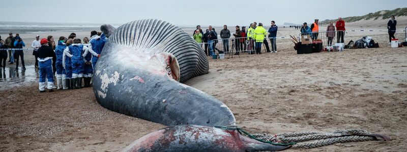 Dieser Finnwal ist gestrandet. Japan macht nun auch wieder Jagd auf die Tiere. - Foto: Kurt Desplenter/BELGA/dpa