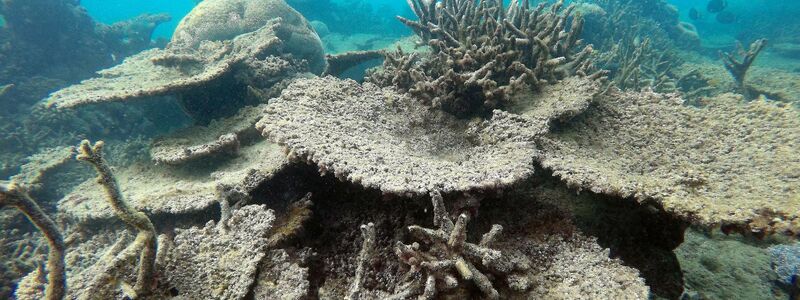 Das Great Barrier Reef war zuletzt 2016, 2017, 2020, 2022 und 2024 von Korallenbleichen betroffen. (Archivbild) - Foto: Greg Torda/ARC Centre of Excellence in Coral Reef Studies/AAP/EPA/dpa