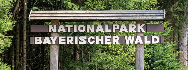 Im Nationalpark Bayerischer Wald werden Bäume mit Pilzen geimpft. - Foto: Armin Weigel/dpa