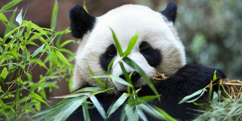 Die doppelte Panda-Premiere löste großen Besucherandrang im Zoo San Diego aus. - Foto: Derrick Tuskan/AP/dpa