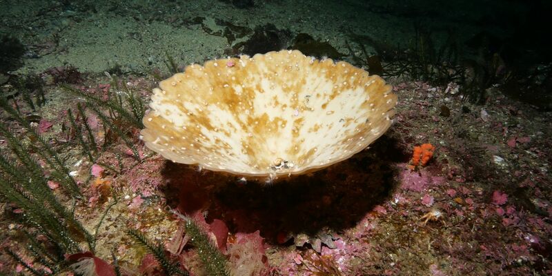 Die Schwämme in Neuseeland bleichten während einer Hitzewelle aus. - Foto: James Bell/Te Herenga Waka - Victory University of Wellington/dpa