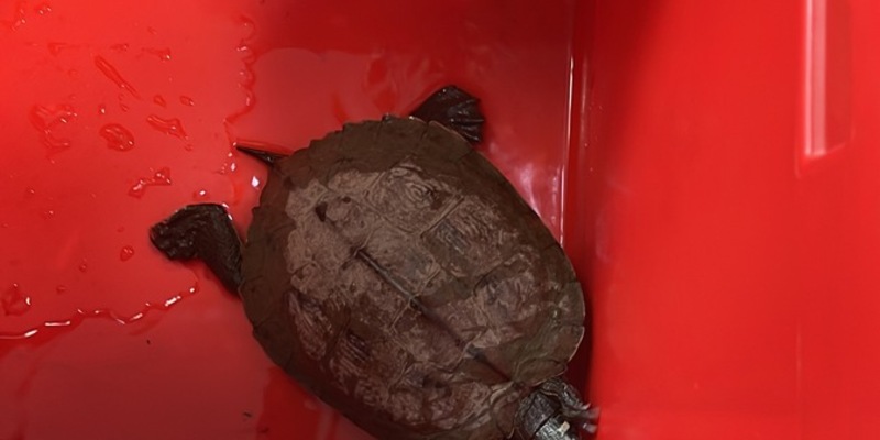 POL-PDKH: Außergewöhnlicher Tiereinsatz für eine Streife der PI Bad Kreuznach - Foto: presseportal.de