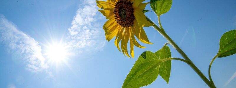 Die Sonne soll sich in den kommenden Tagen öfter zeigen. (Archivbild) - Foto: Pia Bayer/dpa