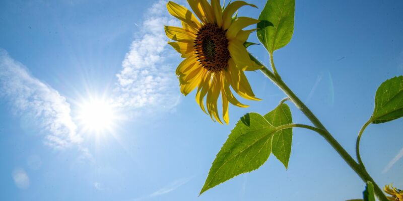Der Wetterdienst erwartet am Sonntag Temperaturen von bis zu 34 Grad (Archivbild). - Foto: Pia Bayer/dpa