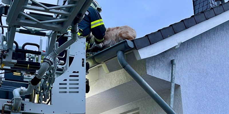 FW-EN: Feuerwehr rettet Hund & Verkehrsunfall auf Landstraße - Foto: presseportal.de