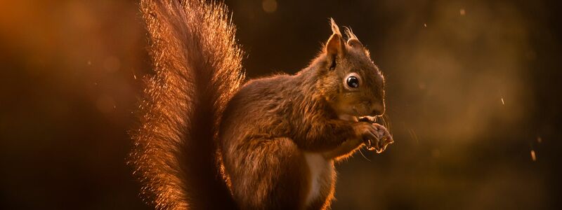 Rote Eichhörnchen werden in Großbritannien zunehmend verdrängt. (Archivbild) - Foto: Danny Lawson/PA Wire/dpa