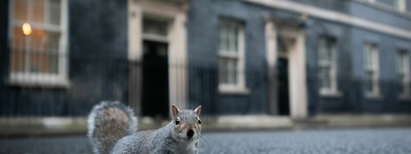 Viele Touristen finden die grauen Eichhörnchen niedlich. (Archivbild) - Foto: James Manning/PA Wire/dpa