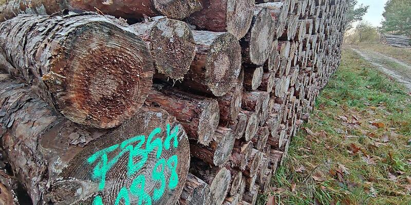 Holzstämme (Archiv) - Foto: über dts Nachrichtenagentur