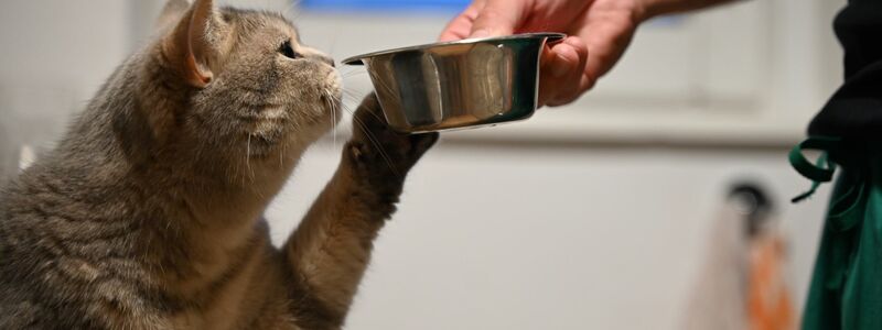 Auch Tiere können im Alltag eine Lieblingspfote benutzen. - Foto: Helena Dolderer/dpa