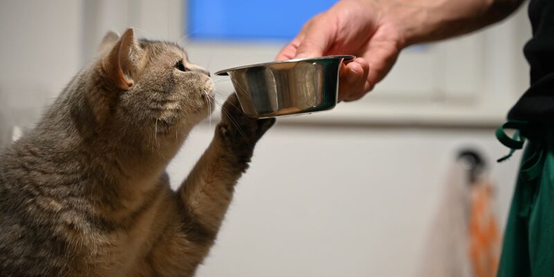 Das Klonen von Haustieren wird in China beliebter, ist jedoch kostspielig: Bis zu 48.000 Euro stellen Anbieter in Rechnung. Zudem gibt es Kritik von Tierschützern. (Symbolbild)  - Foto: Helena Dolderer/dpa