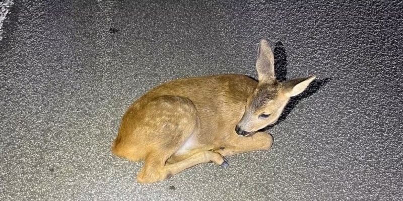 POL-PPMZ: Schlafendes Rehkitz von A61 gerettet - Foto: presseportal.de