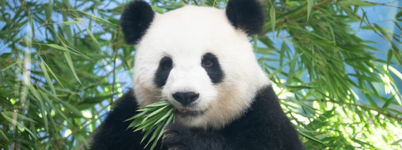 Zoo-Direktor Andreas Knieriem hatte sich Zwillinge gewünscht. - Foto: Sebastian Gollnow/dpa