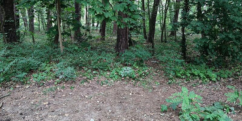 Ein Waldrand - Foto: über dts Nachrichtenagentur