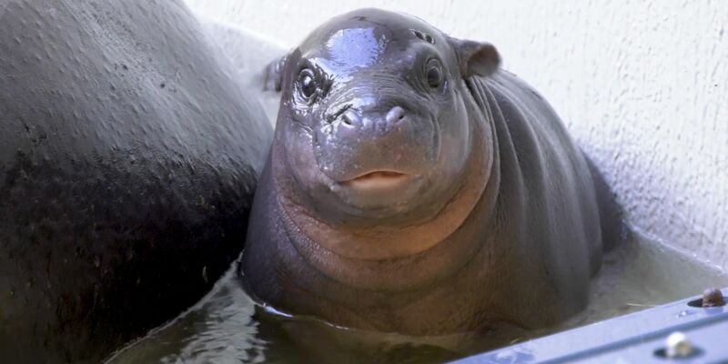 Das kleine Flusspferd im Berliner Zoo hat endlich einen Namen. (Archivbild) - Foto: Zoo Berlin/dpa