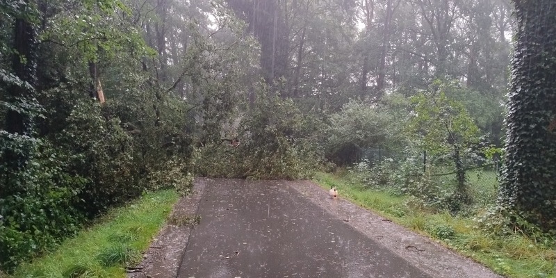 FW-Schermbeck: Sturmschäden - Foto: presseportal.de