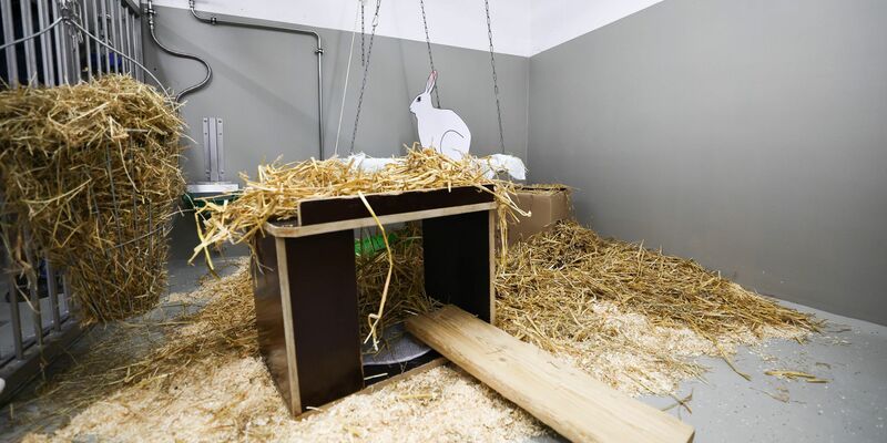 Kaninchen gehören nach Mäusen, Fischen und Ratten zu den häufigsten Versuchstieren. - Foto: Christian Charisius/dpa