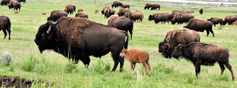 Eine Büffelherde im Yellowstone-Nationalpark. - Foto: Matthew Brown/AP/dpa