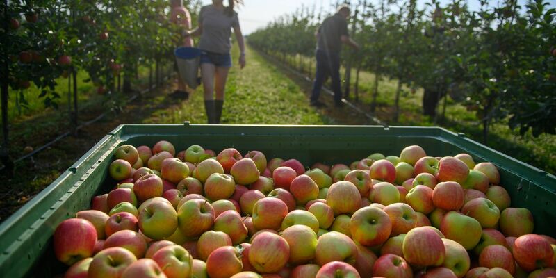 Ein paar Äpfel sind dann doch dran. Die Obstbauern erwarten aber eine schwache Gesamternte. (Archivbild) - Foto: Klaus-Dietmar Gabbert/dpa