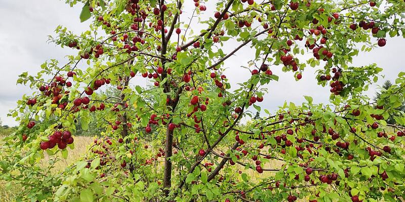 Kirschpflaume (Archiv) - Foto: über dts Nachrichtenagentur