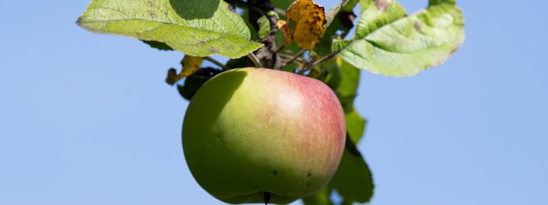 Äpfel von Streuobstwiesen werden bevorzugt zu Apfelwein verarbeitet. (Archivbild) - Foto: Boris Roessler/dpa