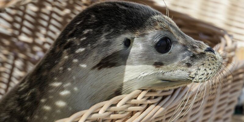 Die jetzt noch an den Stränden gefundenen Jungtiere brauchen in der Regel weder die Hilfe ihrer Mutter noch die von Menschen, sondern nur Ruhe. - Foto: Focke Strangmann/dpa