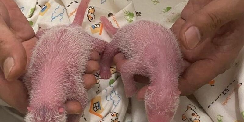 Die Zeit kurz nach der Geburt ist besonders kritisch bei Panda-Babys. - Foto: Ocean Park Hongkong/XinHua/dpa
