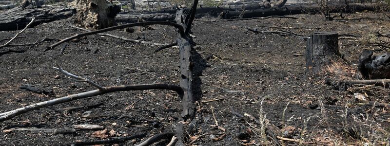 Im vergangenen Jahr brannten bei Jüterbog etliche Hektar Wald ab. (Archivbild) - Foto: Michael Bahlo/dpa