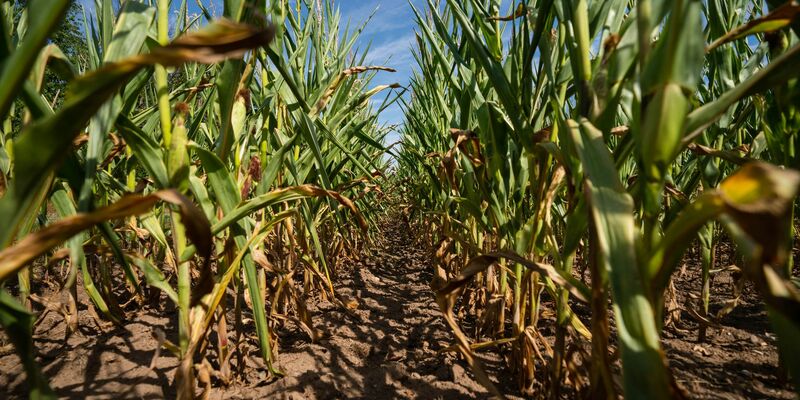 Einen Kilometer fuhr die Frau laut Polizei durch das Maisfeld. (Archivbild) - Foto: Nicolas Armer/dpa