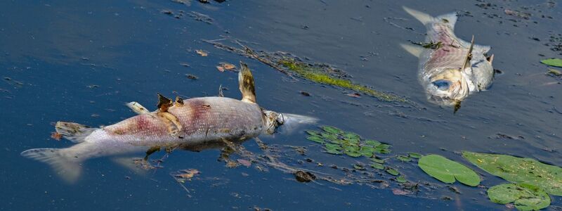 Tote Fische treiben in einem Nebenarm der Oder. Polen kämpft derzeit mit der Blüte giftiger Goldalgen in Gewässer, die mit der Oder verbunden sind. (Archivbild) - Foto: Patrick Pleul/dpa