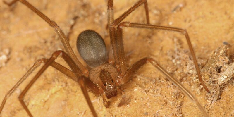 Braune Violinspinne - Foto: Peter Jäger/Senckenberg Gesellschaft für Naturforschung/dpa