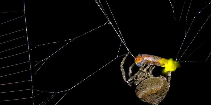 Die Spinne Araneus ventricosus verschnürt ein männliches Glühwürmchen.  - Foto: Xinhua Fu/Verlag Cell Press/dpa