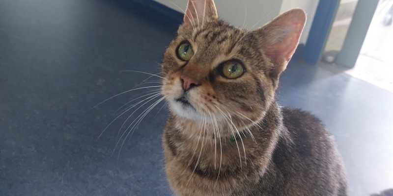 POL-VDMZ: (Katzen-) Halter gesucht - Foto: presseportal.de