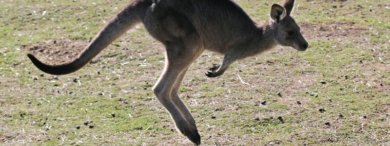 In Australien vergeben die Behörden Lizenzen zum Töten von Kängurus. (Archivbild) - Foto: Rob Griffith/AP/dpa