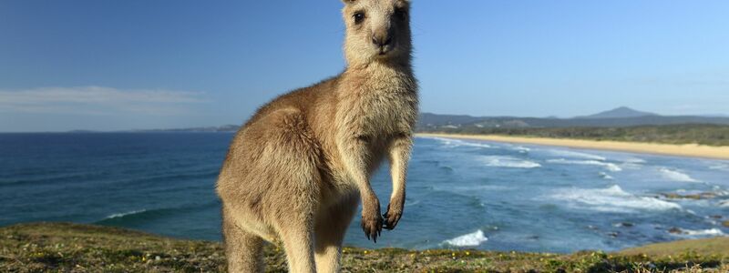 Kängurus gelten bei vielen Farmern in Australien als Plage. (Archivbild) - Foto: Dave Hunt/AAP/dpa