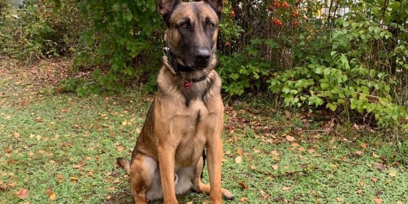 HZA-K: Zollspürhund Joep landet Volltreffer am Flughafen Köln / Knapp 44.000 unversteuerte Zigaretten und rund 1.000 unversteuerte Zigarren in nur einer Nacht in Paketen erschnüffelt - Foto: presseportal.de