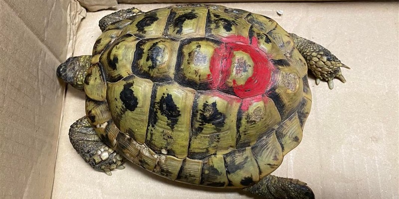 POL-PDMT: Mündersbach - Fund einer Schildkröte - Eigentümer gesucht! - Foto: presseportal.de