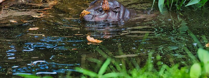 Besucher können Toni am besten zwischen 10 und 12 Uhr im Berliner Zoo beobachten. - Foto: Paul Zinken/dpa