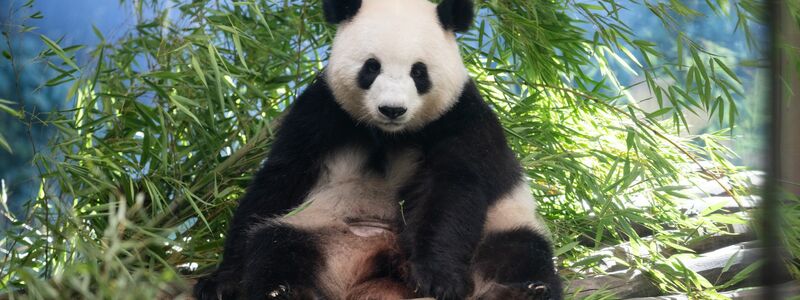 Die schwangere Panda-Dame braucht aktuell viel Ruhe. - Foto: Sebastian Gollnow/dpa