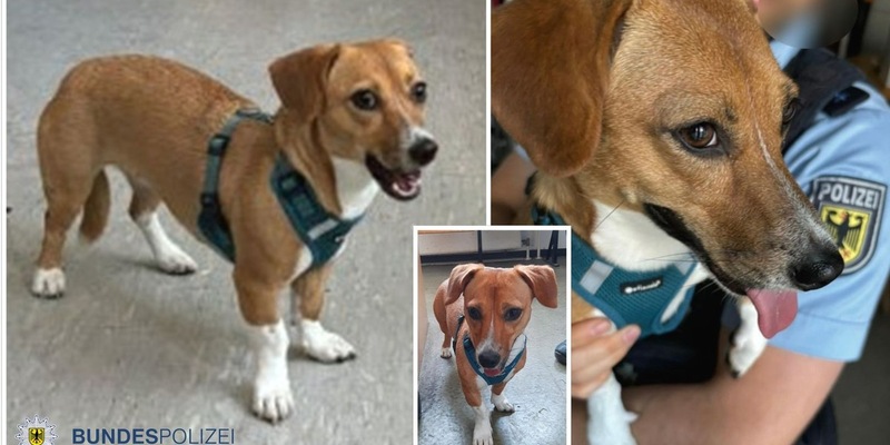 Bundespolizeidirektion München: Fundhund Nala wartet im Tierheim / Vierbeiner allein im Hauptbahnhof unterwegs - Foto: presseportal.de