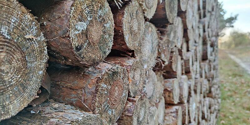 Holzstämme (Archiv) - Foto: über dts Nachrichtenagentur