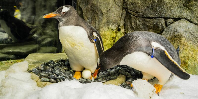 Sphen und sein Partner Magic haben zwei Küken adoptiert und aufgezogen. - Foto: SEA LIFE SYDNEY AQUARIUM/AAP/dpa