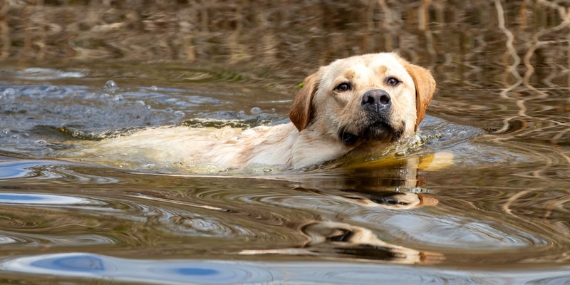 Tierarzneimittel in der Umwelt: Wie können Tierhalter aktiv beitragen, um Einträge zu vermeiden? - Foto: presseportal.de