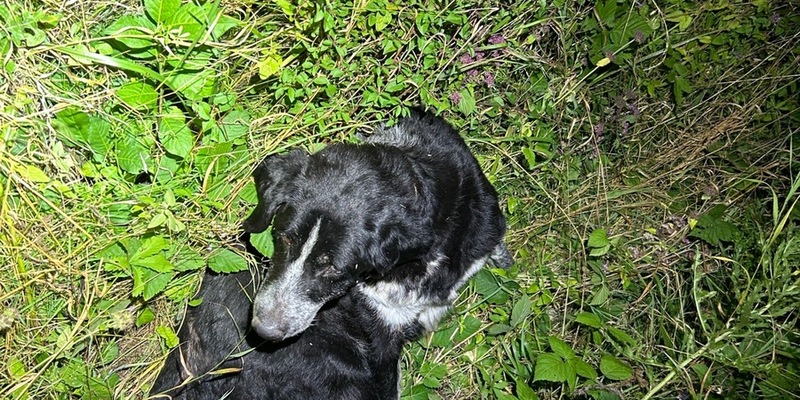 POL-PDWIL: Angefahrener Hund -B50- Höhe Metterich - Foto: presseportal.de