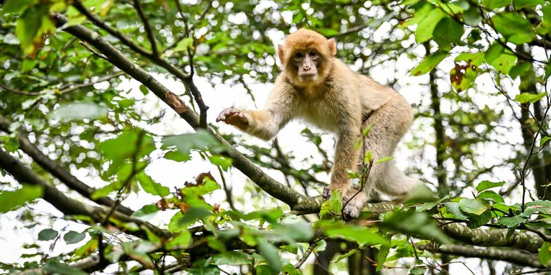 Der Affe hatte den Park in Atem gehalten. (Symbolbild) - Foto: Felix Kästle/dpa