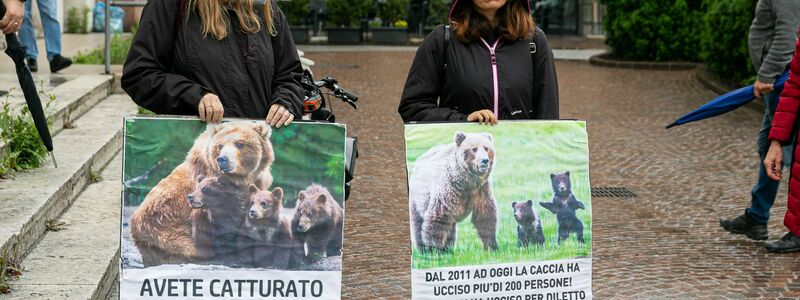 In Italien haben Umweltschützer für die Befreiung von der Bärin JJ4 demonstriert. (Archivbild) - Foto: Enrico Pretto/LaPresse via ZUMA Press/dpa