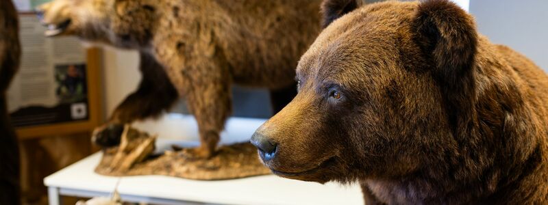 So sah der Quarantäne- und Versorgungsbereich des Alternativen Wolf- und Bärenparks Schwarzwald während der Bauarbeiten aus. (Archivbild) - Foto: Philipp von Ditfurth/dpa