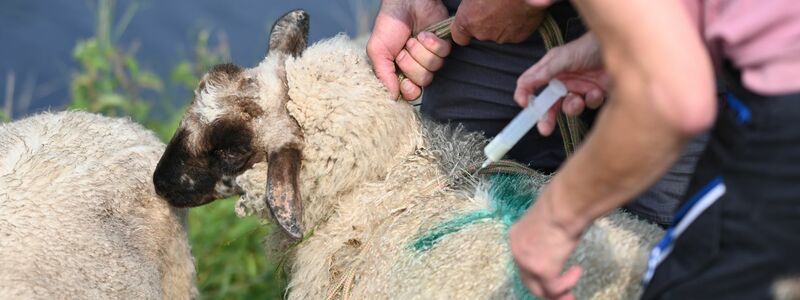 Die BTV-3-Viren werden durch blutsaugende Mücken aus der Gruppe Culicoides übertragen, sehr kleinen Mücken, die zu den Gnitzen gehören. (Archivbild) - Foto: Lars Penning/dpa