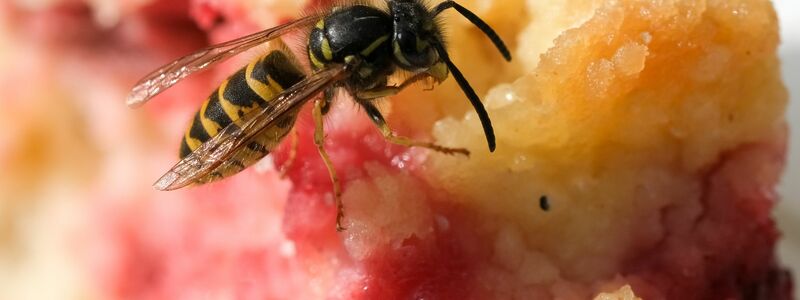 Im Spätsommer sind die Wespen besonders lästig, weil sie auf Suche nach süßer Nahrung sind. - Foto: Jens Kalaene/dpa-Zentralbild/dpa