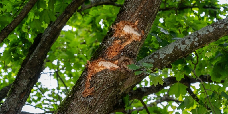 FW Flotwedel: Feuerwehr Wienhausen befreit Lastkraftwagen aus misslicher Lage - Foto: presseportal.de